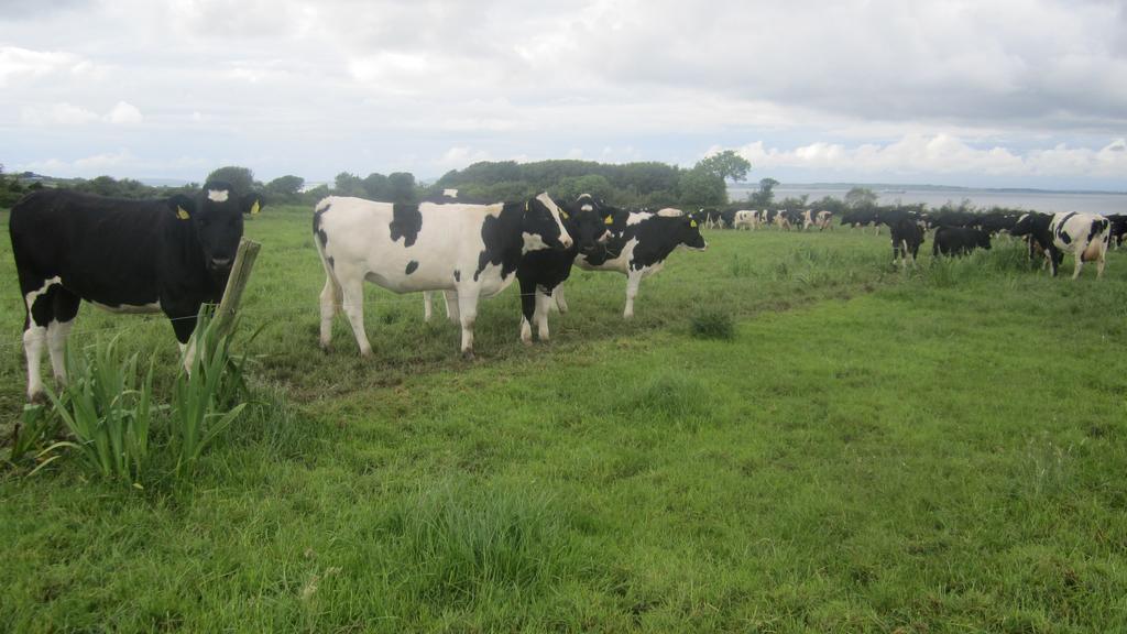 Greenfields Farmhouse Villa Ballylongford Luaran gambar