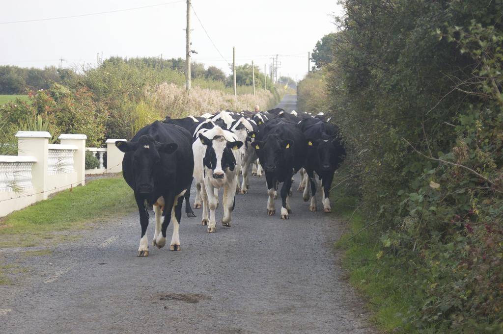Greenfields Farmhouse Villa Ballylongford Luaran gambar